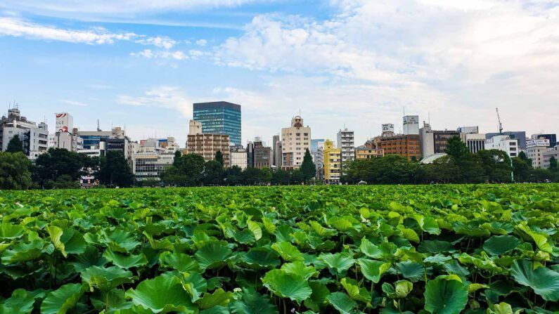Visita al parque ueno en tokio - parque ueno Parque ueno en tokio, japón