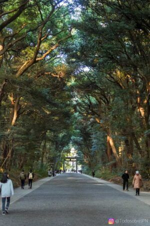 El santuario meiji jingu en tokio - bosque de meiji jingu Camino boscoso del meiji jingu