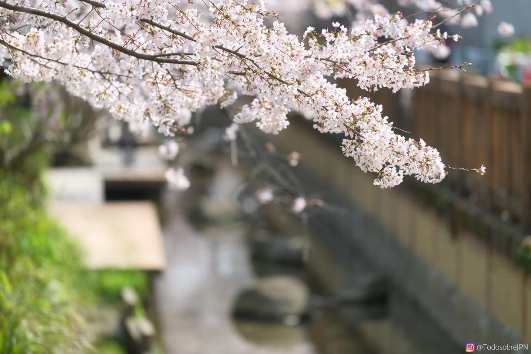 Flores de cerezo en japón 2021: pronóstico y mejores lugares - sakura Árbol florecido en japón
