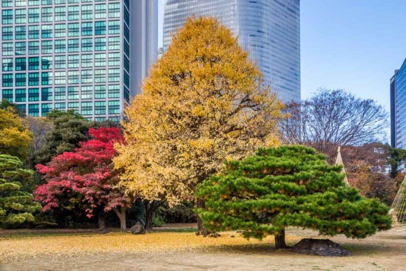 Jardines hamarikyu junto a la bahía de tokio - variedad arboles hamarikyu Distintas tonalidades del rojizo del momiji en hamarikyu garden