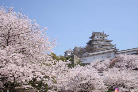 El castillo de himeji es una visita imprescindible cerca de kioto - torreon principal del castillo de himeji en primavera Torreón principal del castillo de himeji en primavera