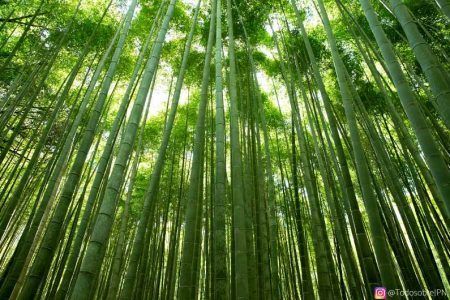Religión en japón: budismo y sintoísmo - el sintoismo venera a todos los seres vivos por igual El sintoísmo venera a todos los seres vivos por igual