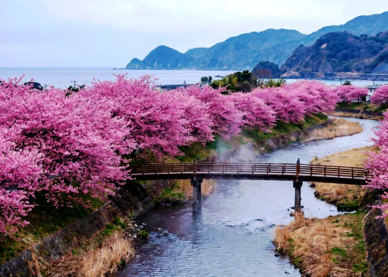 Sakura en enero: dónde ver cerezos en flor - izu con sakura en enero Izu con sakura en enero