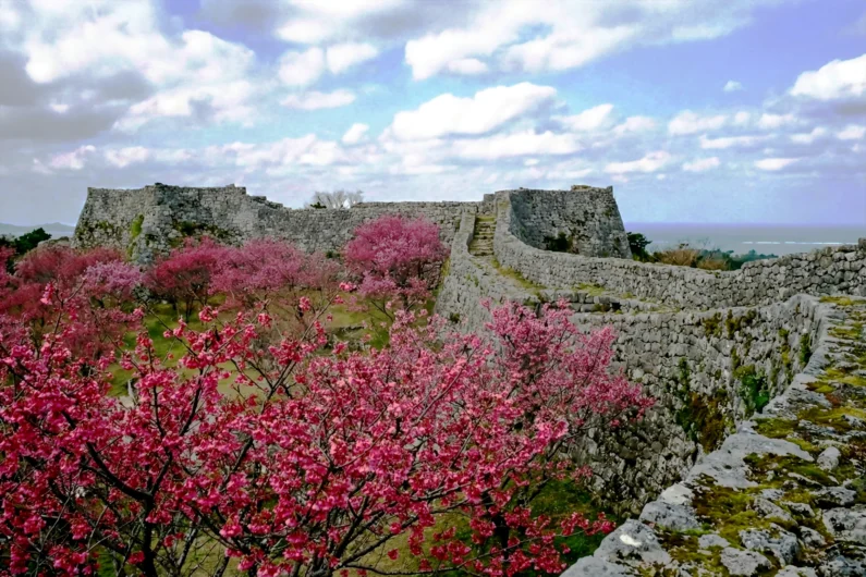 Sakura en enero: dónde ver cerezos en flor - sakura en enero en japon Sakura en enero en japón