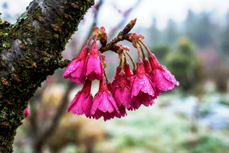 Sakura en enero: dónde ver cerezos en flor - sakura en invierno Sakura en invierno - sakura en enero: dónde ver cerezos en flor - todo sobre japón