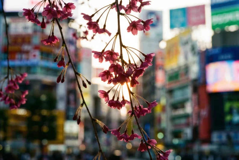 Sakura en tokio 2026: dónde ver cerezos sin multitudes - detalle sakura lloron shidare zakura shibuya 2026 Detalle de un cerezo llorón o shidare-zakura, una joya oculta de la primavera al viajar a japón 2026