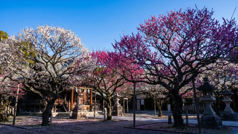 ¿viajar a japón en febrero o marzo? Los 4 imprescindibles que los turistas ignoran - floracion ciruelo ume japon 2026 espectaculo floral Floracion-ciruelo-ume-japon-2026-espectaculo-floral