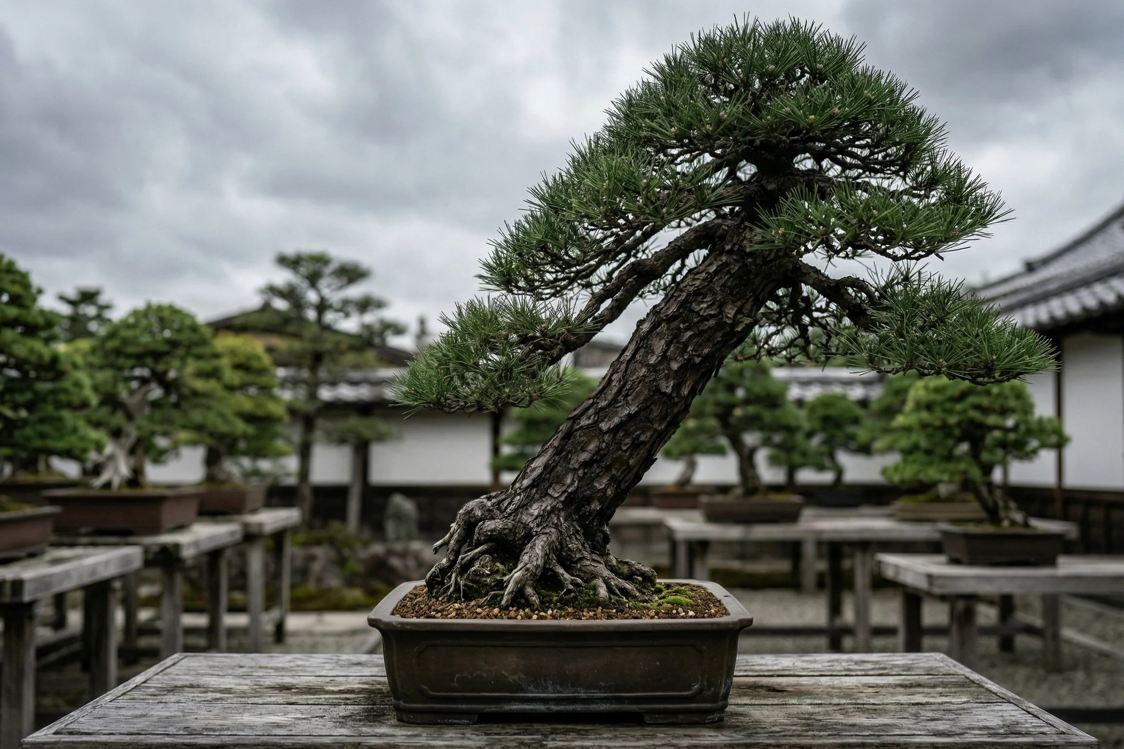 Guía esencial para no matar a tu primer bonsai japonés - estilo bonsai shakan inclinado viento Bonsái de pino japonés con el tronco fuertemente inclinado hacia un lado plantado en una maceta rectangular de cerámica.