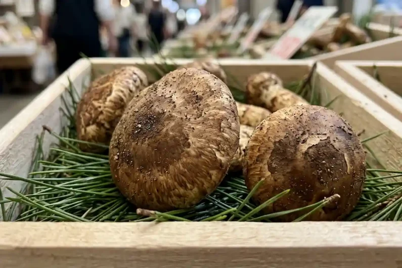 Calendario gastronómico de japón: 24 estaciones y sus sabores - setas matsutake mercado nishiki kioto Primer plano de setas matsutake japonesas en una caja de madera con agujas de pino